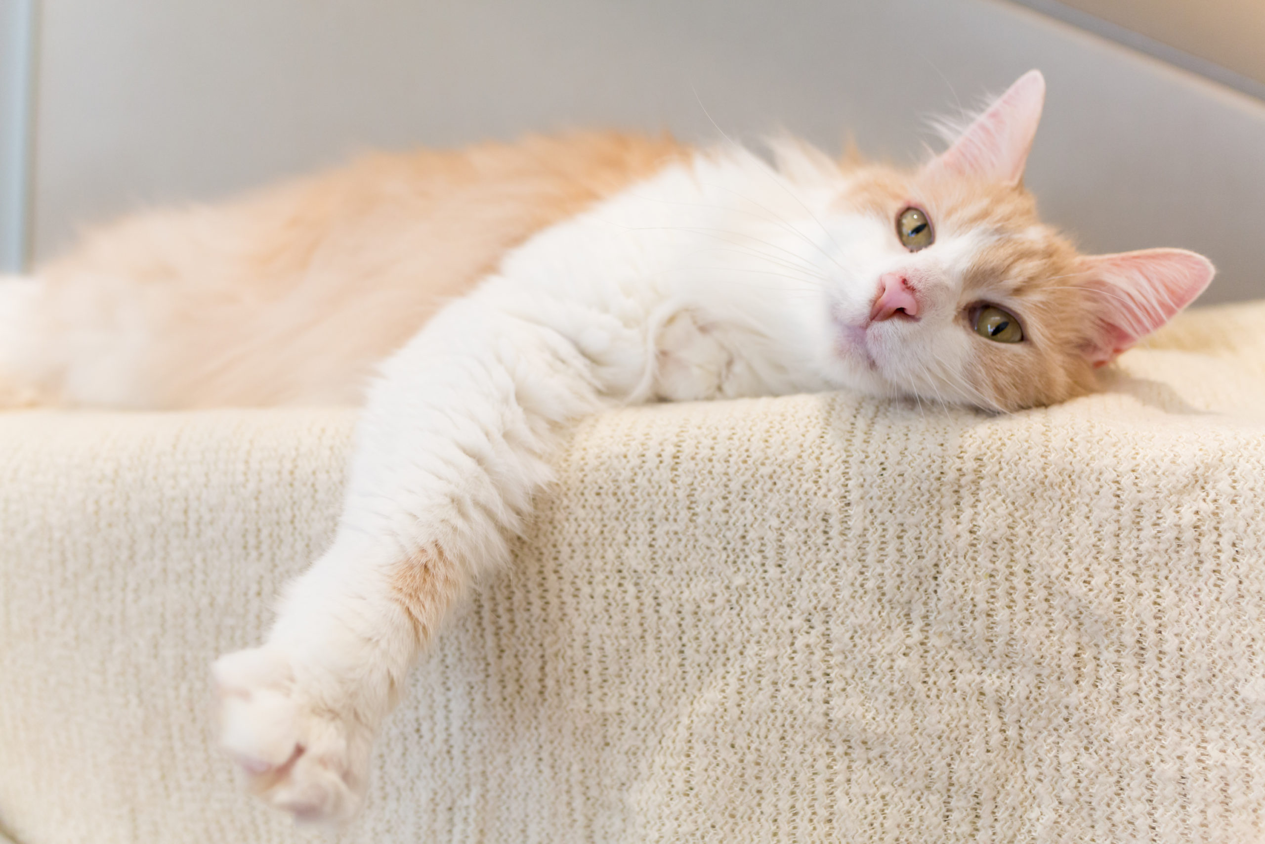 Overstimulation in Cats Seattle Humane