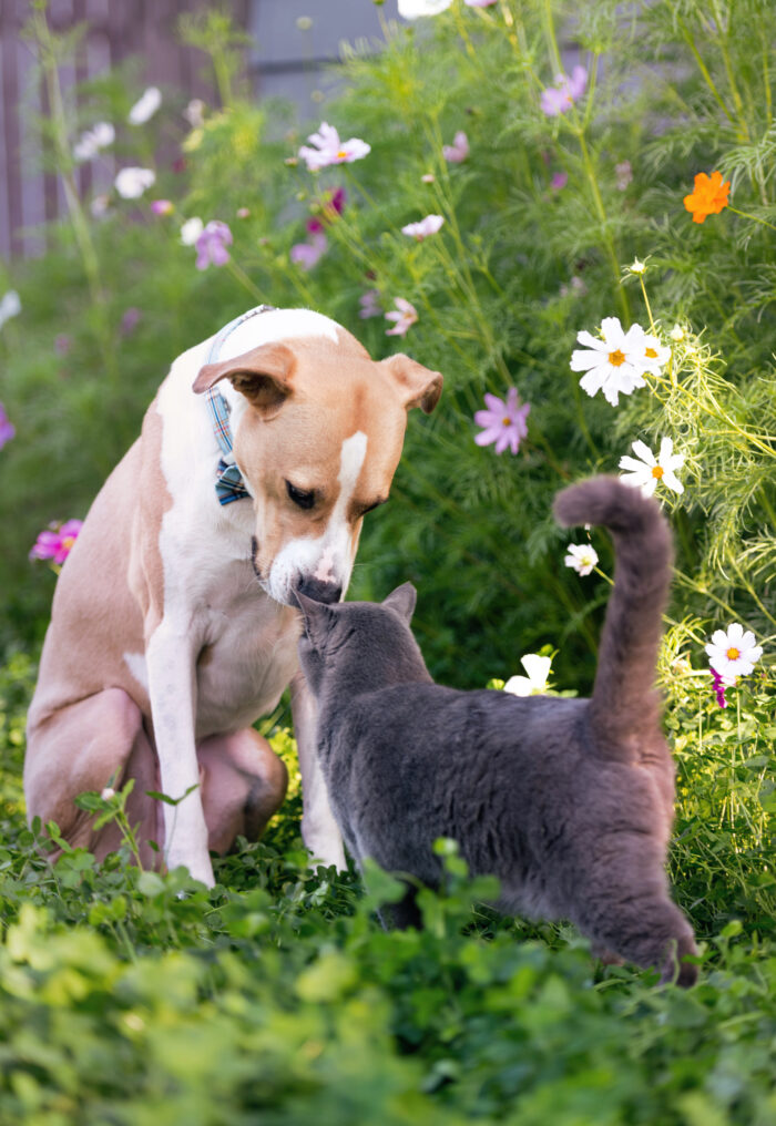 Dog and Cat