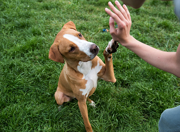 Dog Trainer