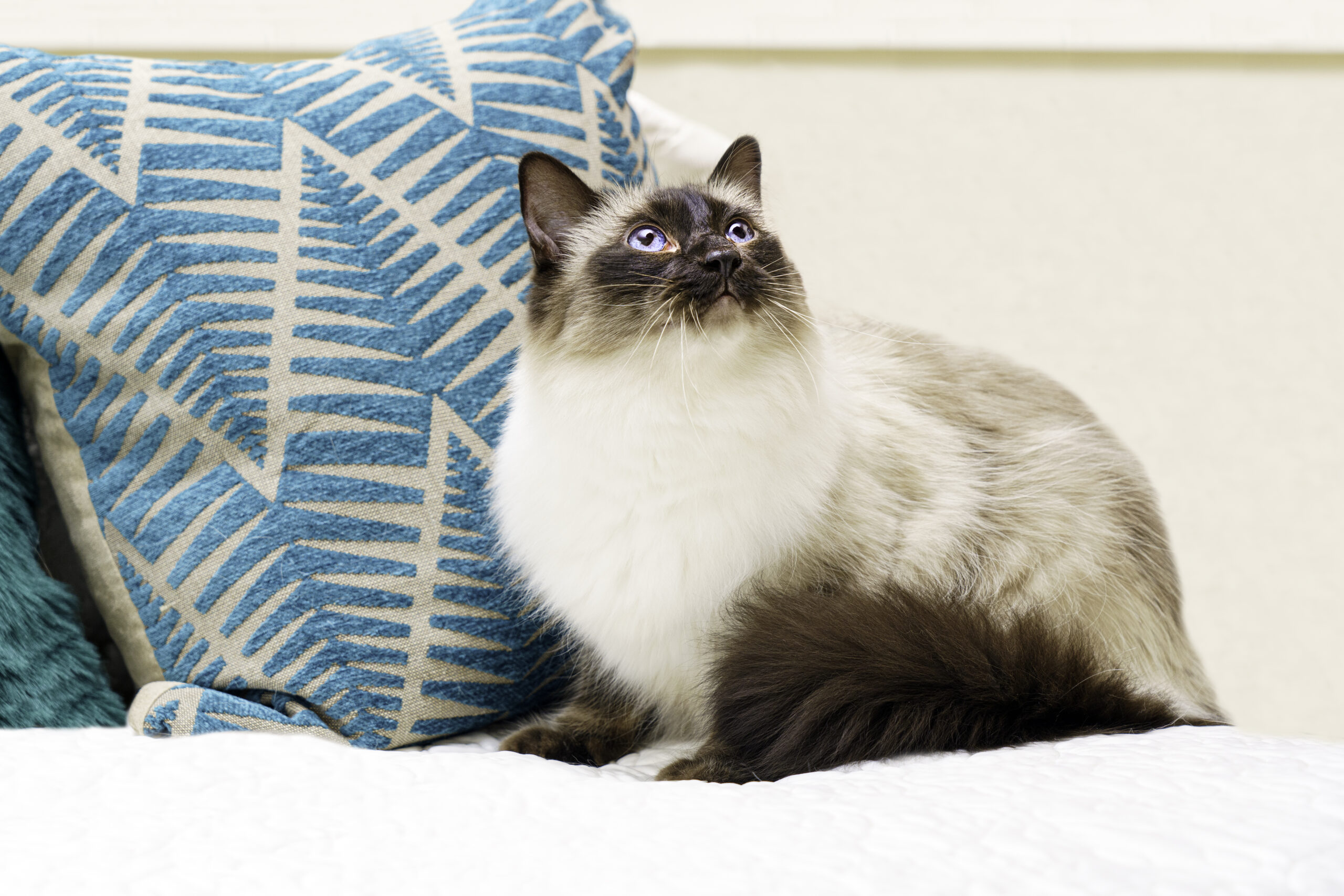 Siamese and Balinese cat