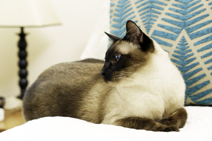 Siamese and Balinese cat