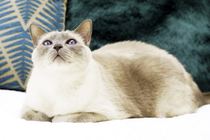 Siamese and Balinese cat