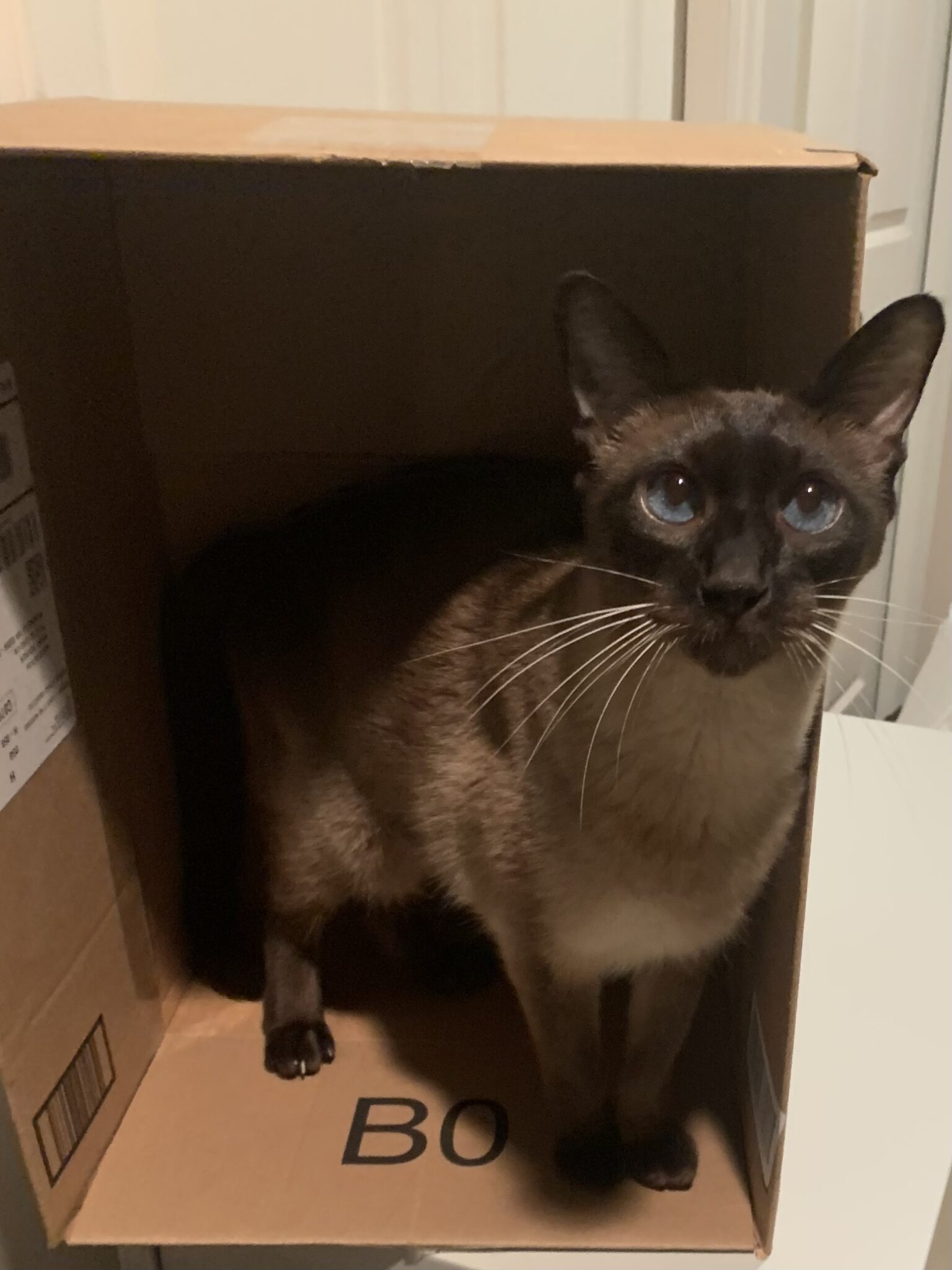 Former Foster Cat Helps Foster Kittens Seattle Humane