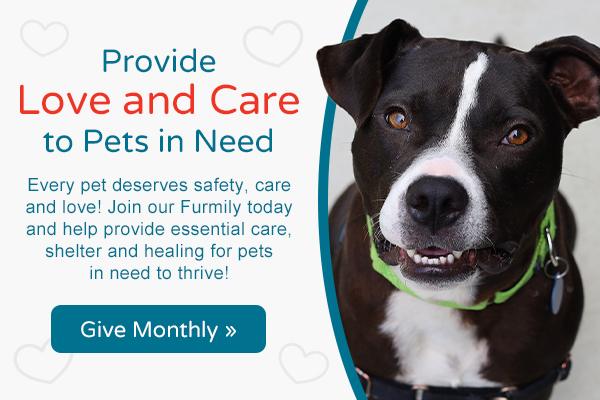 Sustainer Invitation with dog image.