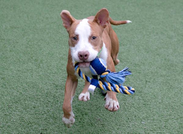 Dog Training Center - Seattle Humane