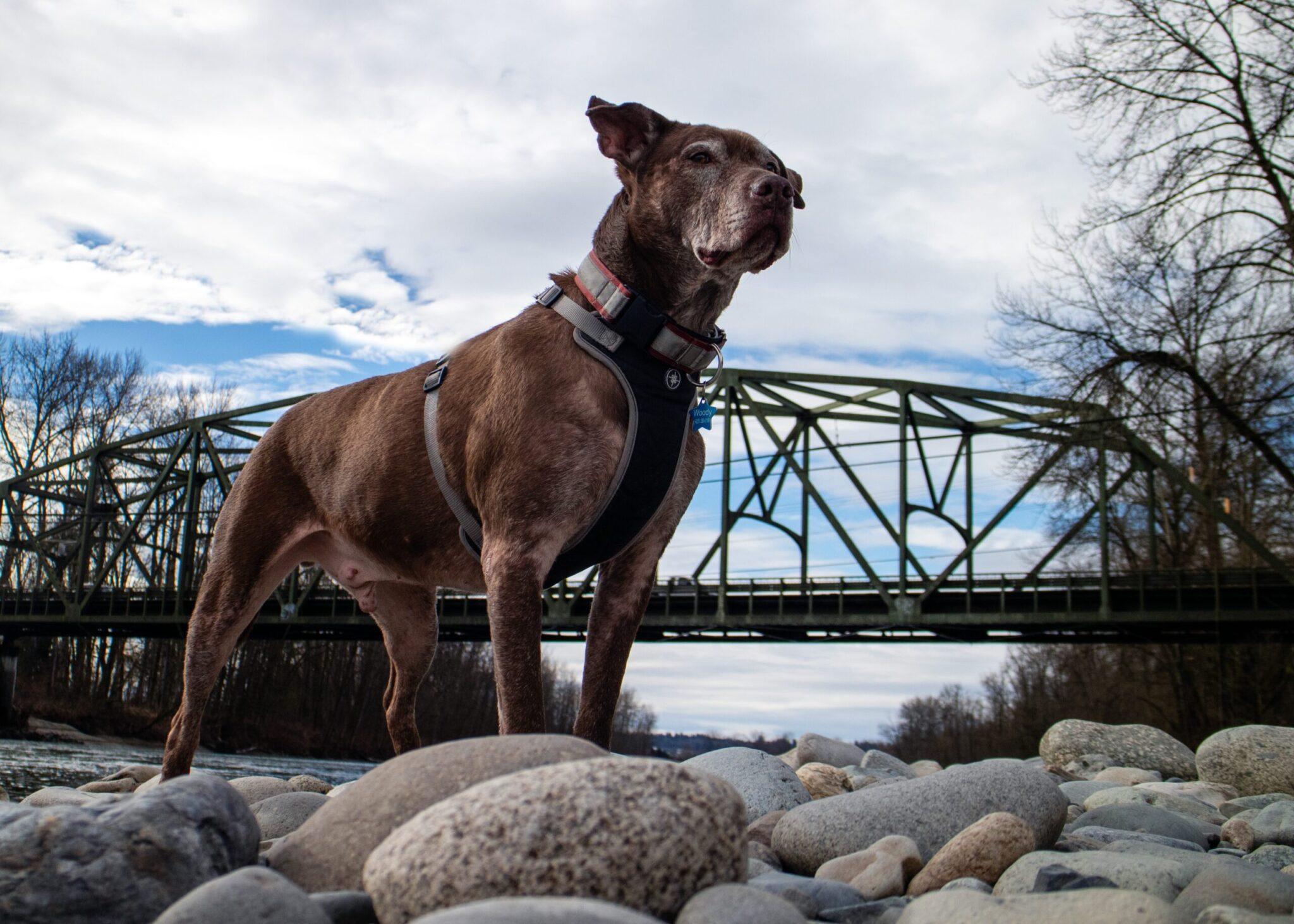 Recently Adopted - Seattle Humane