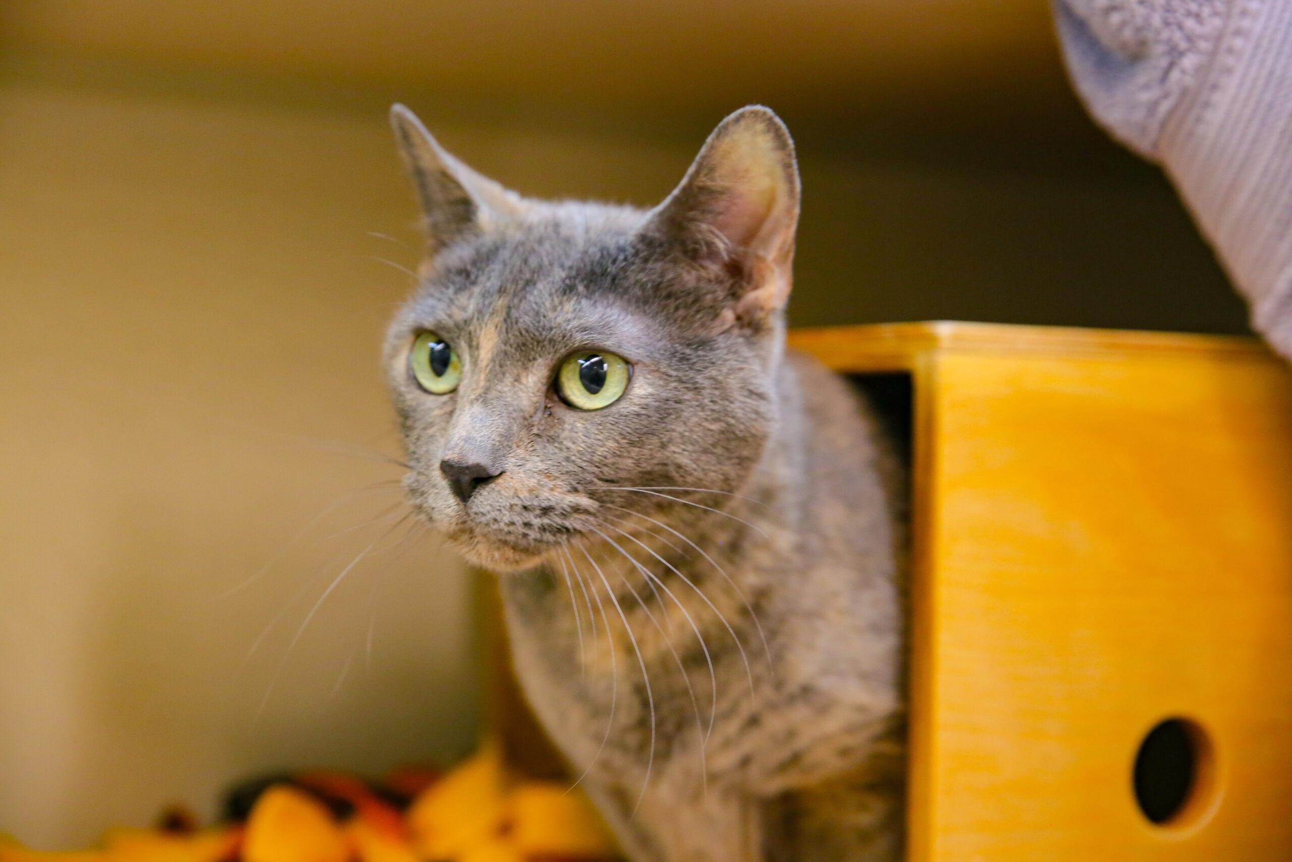 Chica, a grey cat with green eyes, looks away