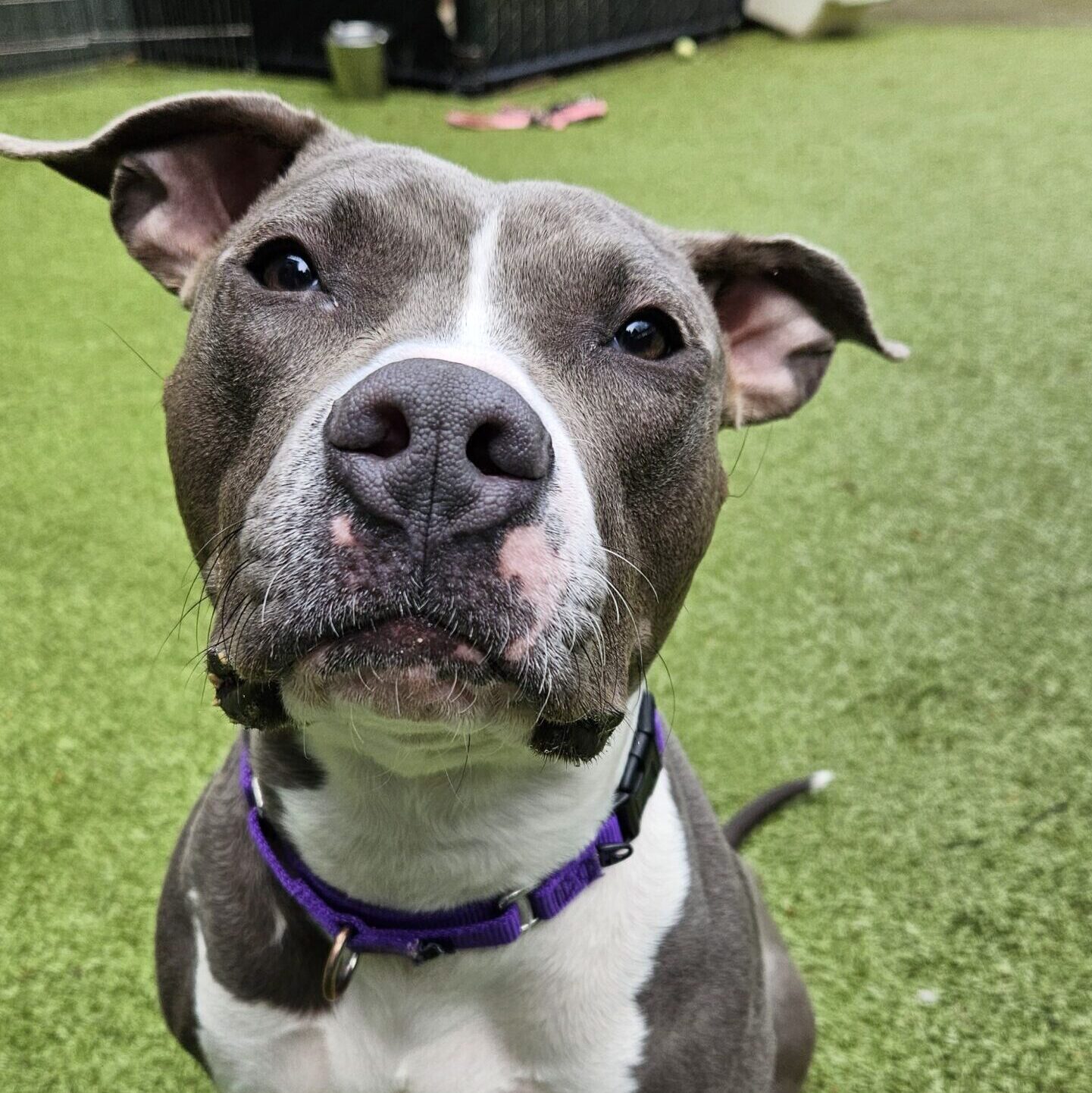 A cute pittie looks at the camera