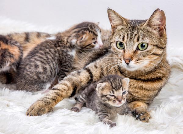A mother cat with her litter of kittens
