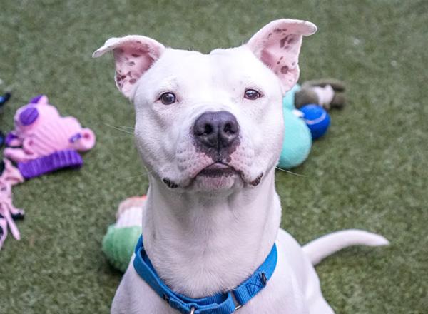 A white dog looks at the camera