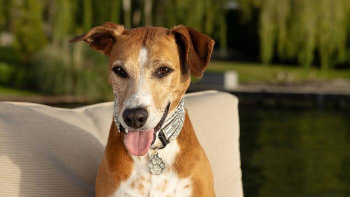 Oogie, a brown and white dog, looks at the camera with his tongue out