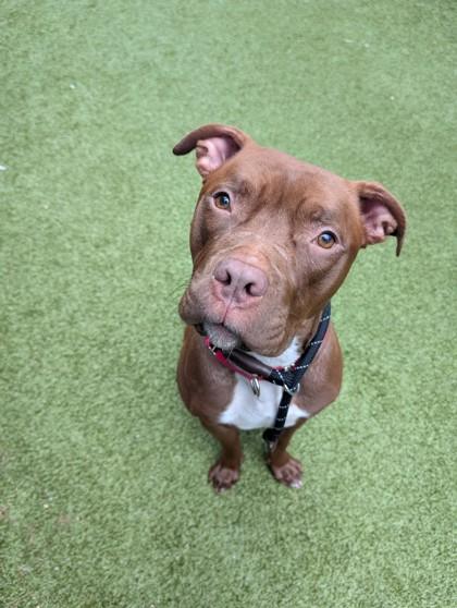 A brown pittie looks up at the camera