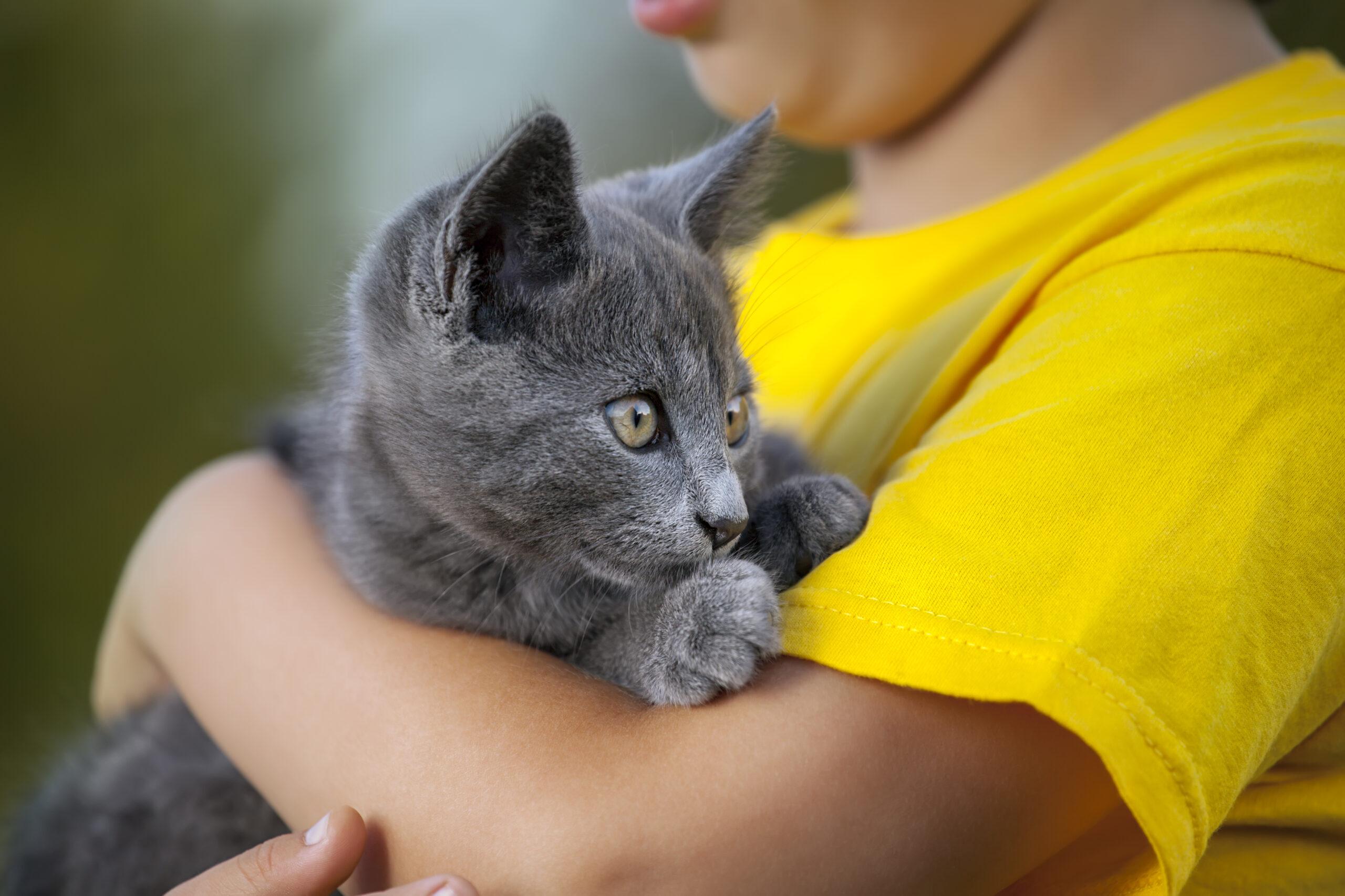 A young person in a yellow t-shirt holds a grey cat