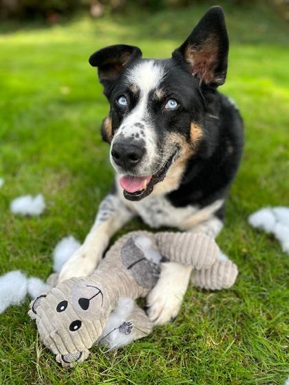 Siberian Husky Bo with his toy