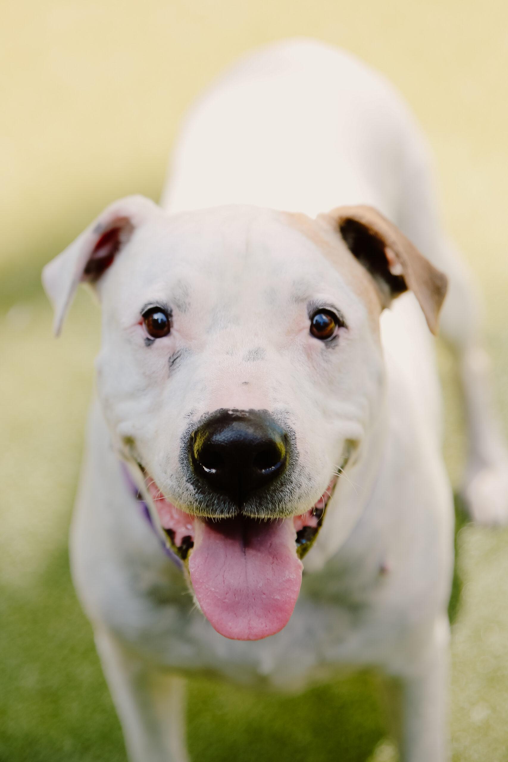 A white boxer looks at the camera with his tongue out.
